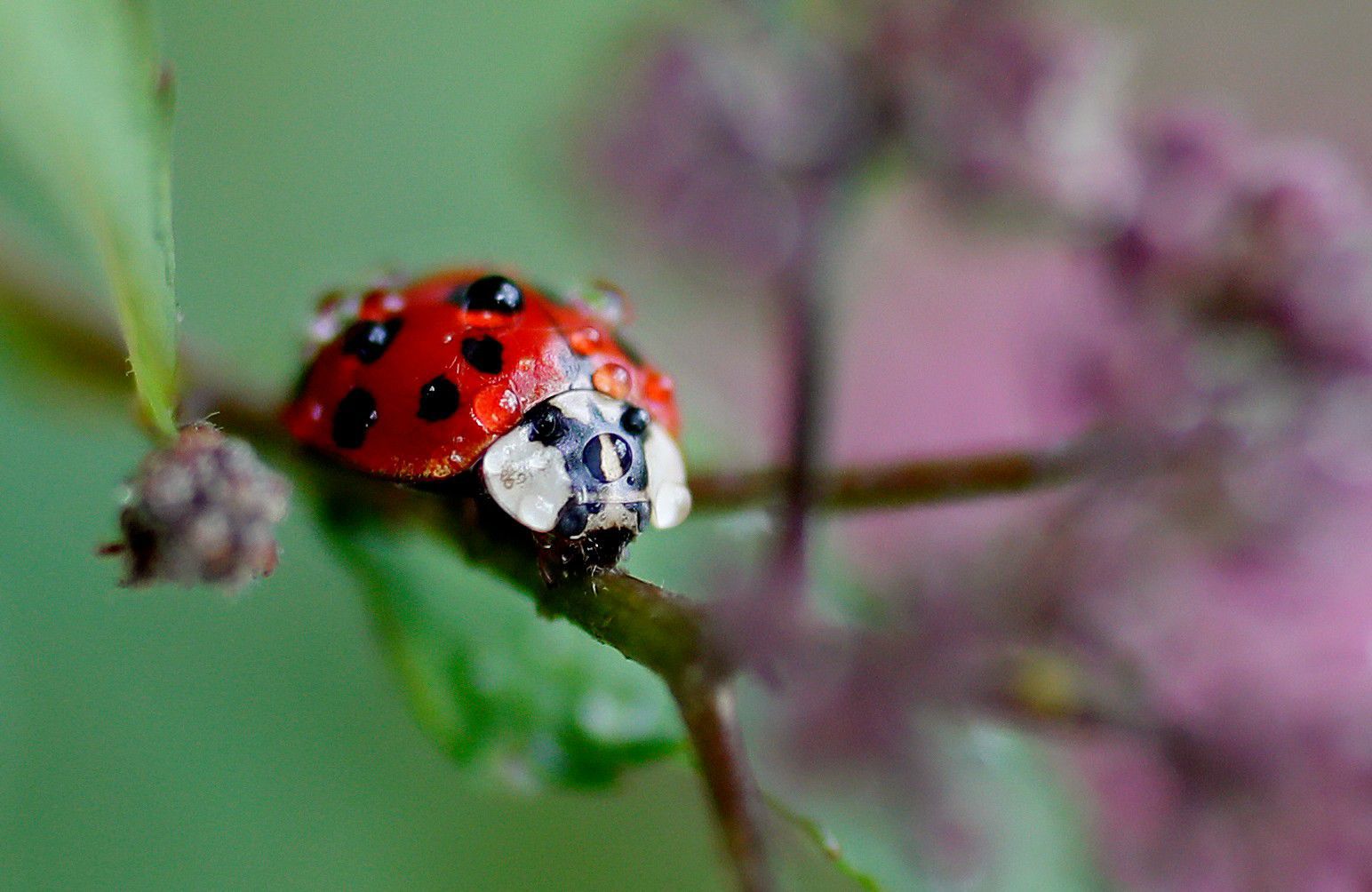 A rain-covered ladybug